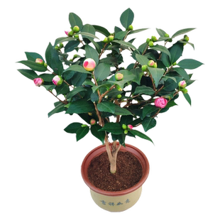 防城金花茶树苗黄遵金茶花四季阳台花卉盆栽好养室内绿植名贵精选