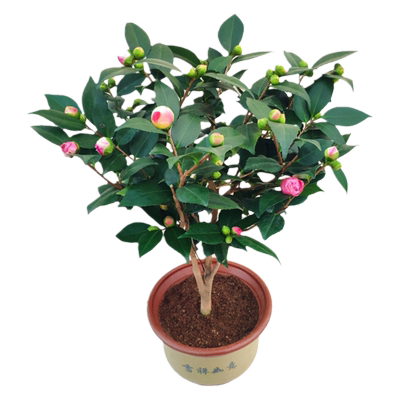 防城金花茶四季阳台绿植名贵