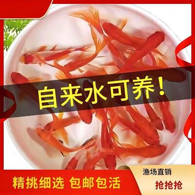 不用打氧的金鱼好养耐活草金鱼淡水冷水观赏鱼自来水活鱼锦鲤鱼苗