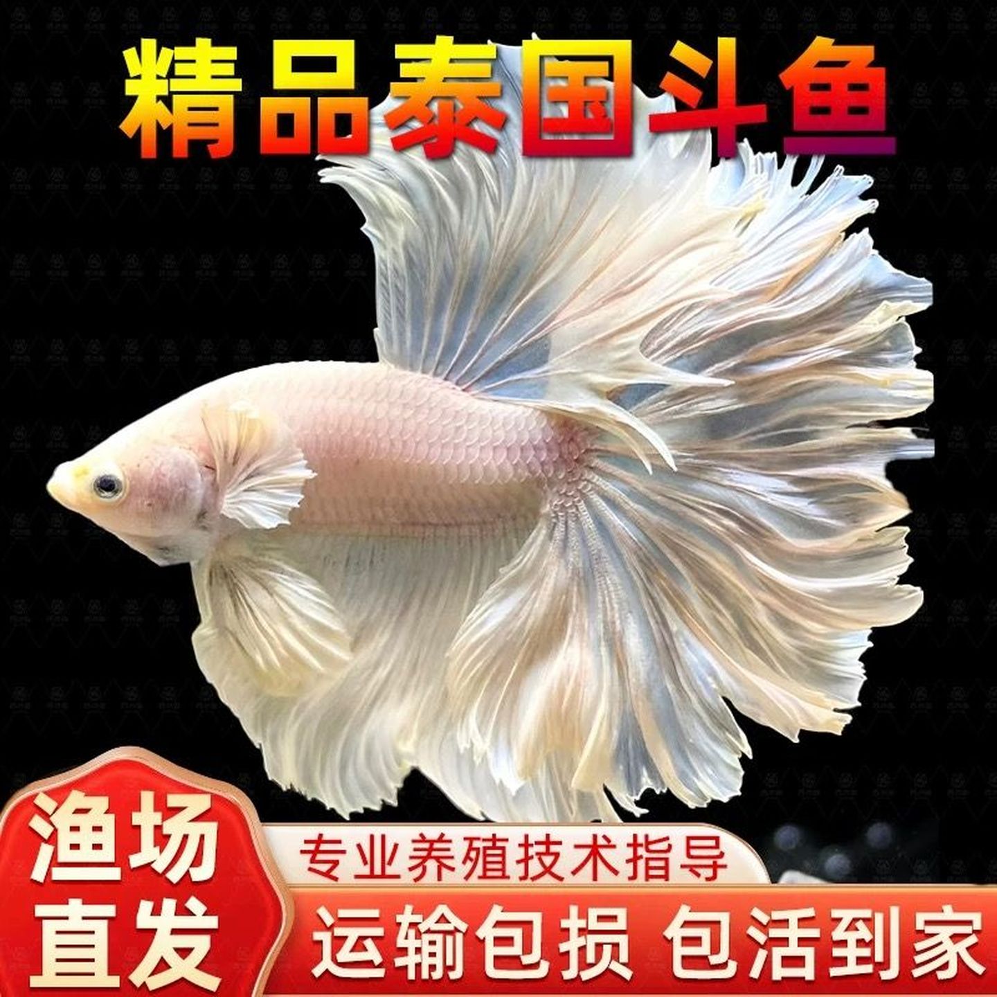 泰国斗鱼活鱼包邮鱼苗饲料鱼缸巨斗半月热带小型小鱼活观赏鱼活体