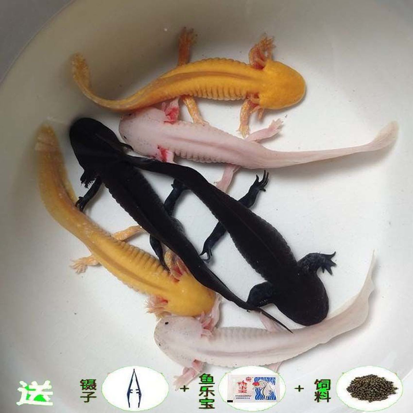 六角恐龙鱼淡水冷水鱼观赏鱼金鱼宠物鱼锦鲤鱼水族爬行宠物鱼