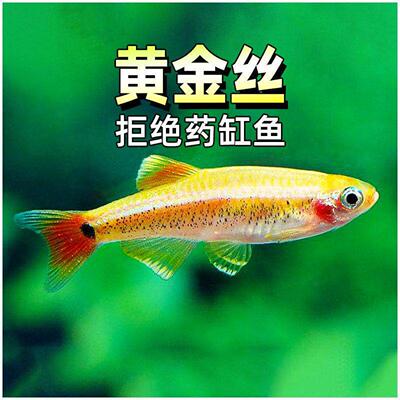 红尾黄金丝冷水鱼白云金丝鱼大帆红尾灯科鱼小型鱼原生鱼金鱼新手