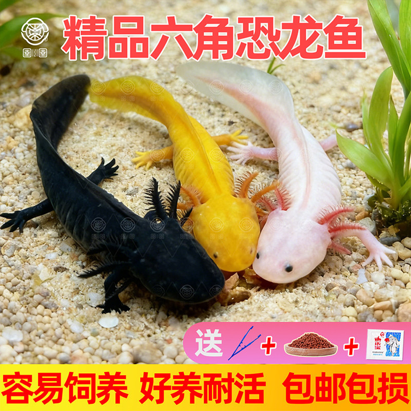 六角恐龙鱼娃娃鱼淡水美西螈冷水观赏鱼萌宠好养耐活浅水饲养