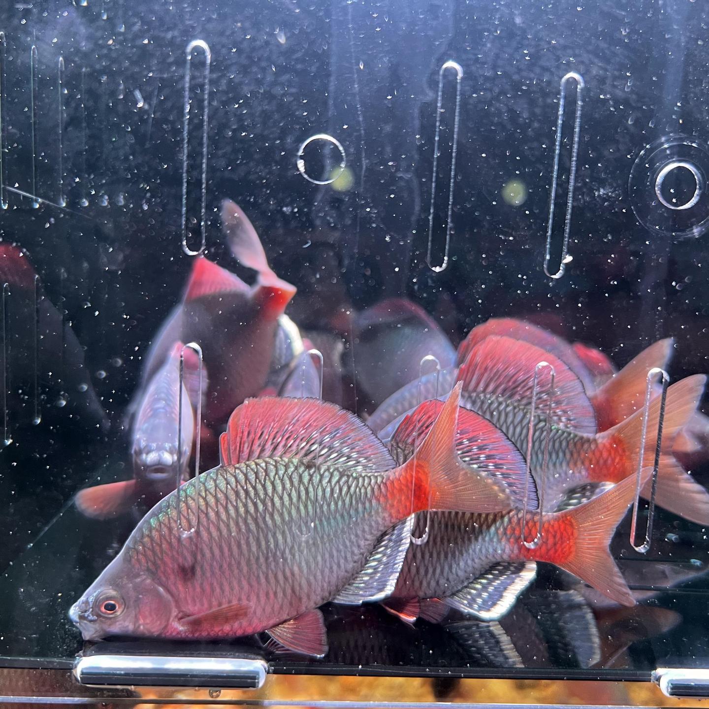 鰟鮍广西鳑鲏鱼胭脂鱼七彩鱼原生观赏溪流鱼活体图片