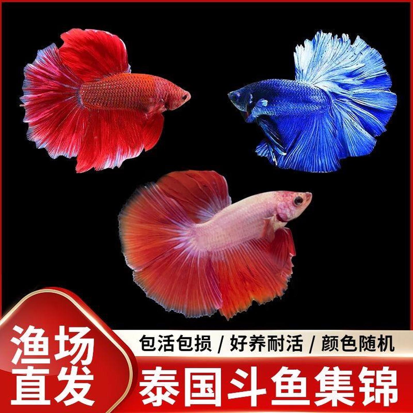 泰国斗鱼马尾狮王半月母将军大耳斗鱼观赏鱼热带鱼活体宠物淡水鱼