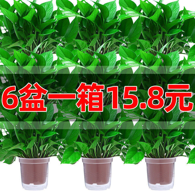 新鲜到达 新房家用吸除甲醛好养活