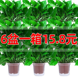 绿萝盆栽室内好养客厅吸除甲醛绿植自吸水培植物大叶长藤绿箩