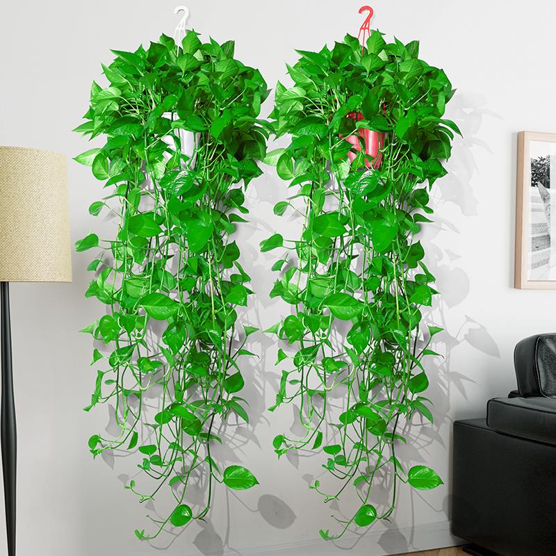 新鲜植物，基地发货