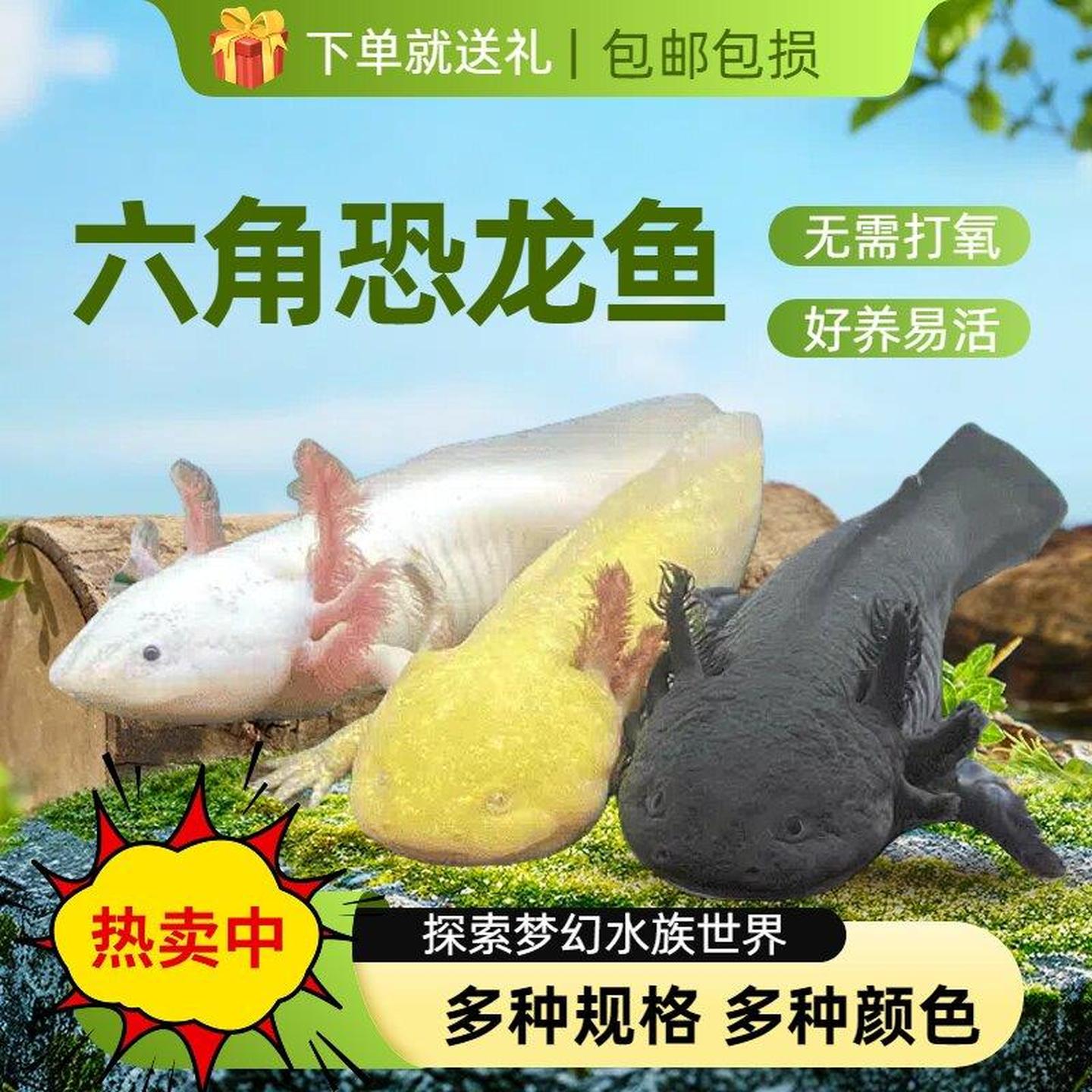 六角恐龙鱼水族淡水观赏鱼冷水宠物活体金鱼锦鲤好养耐活陆