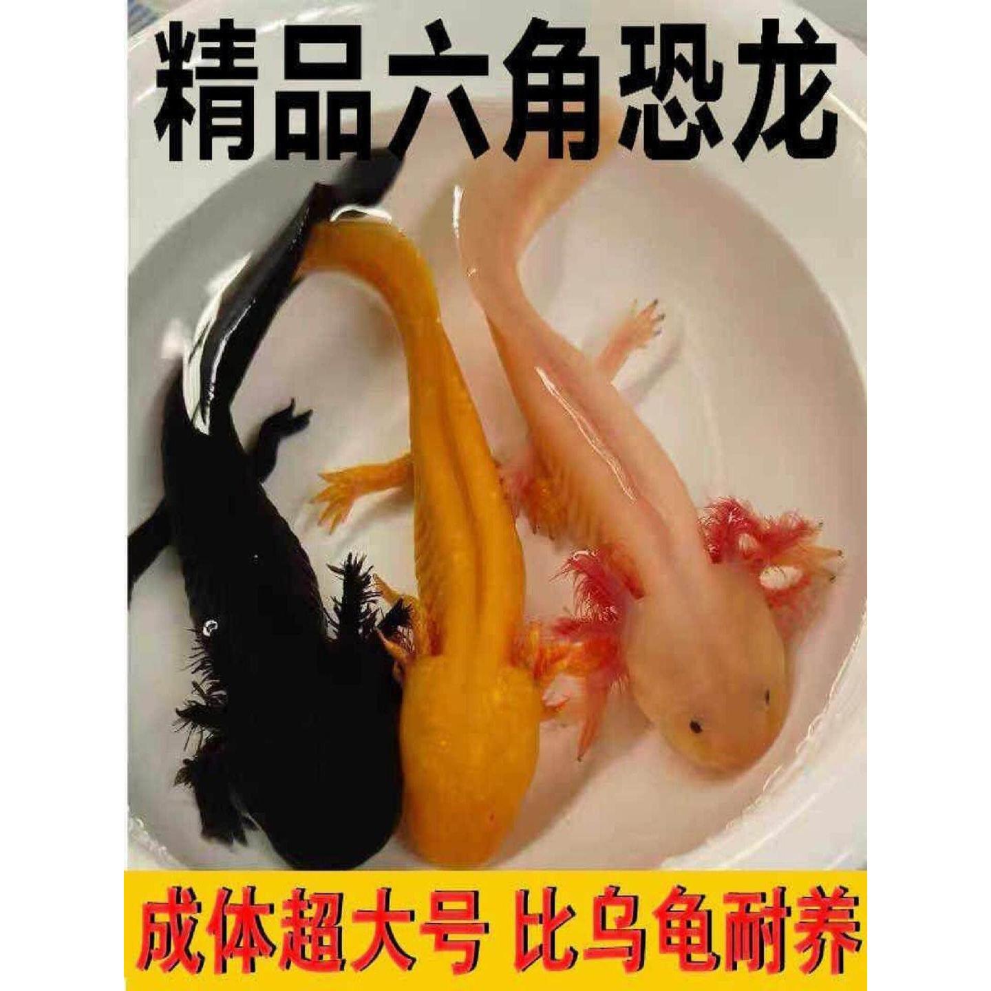 六角恐龙鱼宠物娃娃观赏鱼6角四角恐龙超大号变异美西螈冷水
