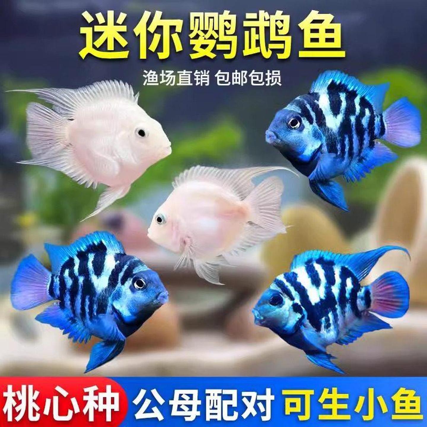 迷你鹦鹉鱼观赏鱼活体淡水鱼苗好养耐活白金宝蓝鹦鹉鱼可繁殖种鱼