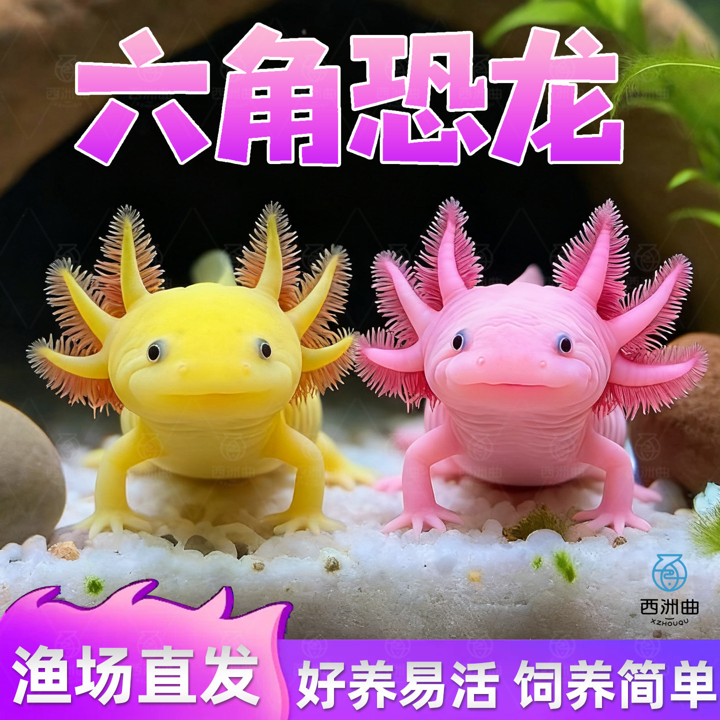 六角恐龙鱼观赏鱼冷水鱼宠物鱼活体网红鱼淡水鱼好养易存活
