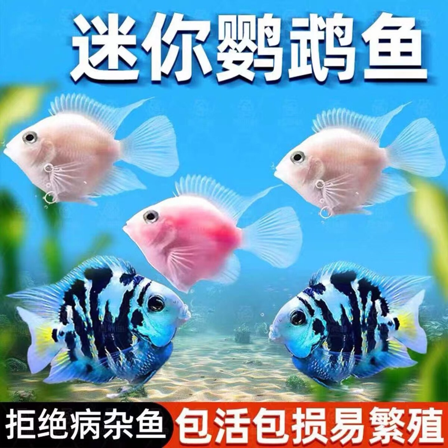 迷你鹦鹉鱼白金宝蓝种鱼淡水元宝鱼小型热带观赏鱼好养耐活观赏鱼