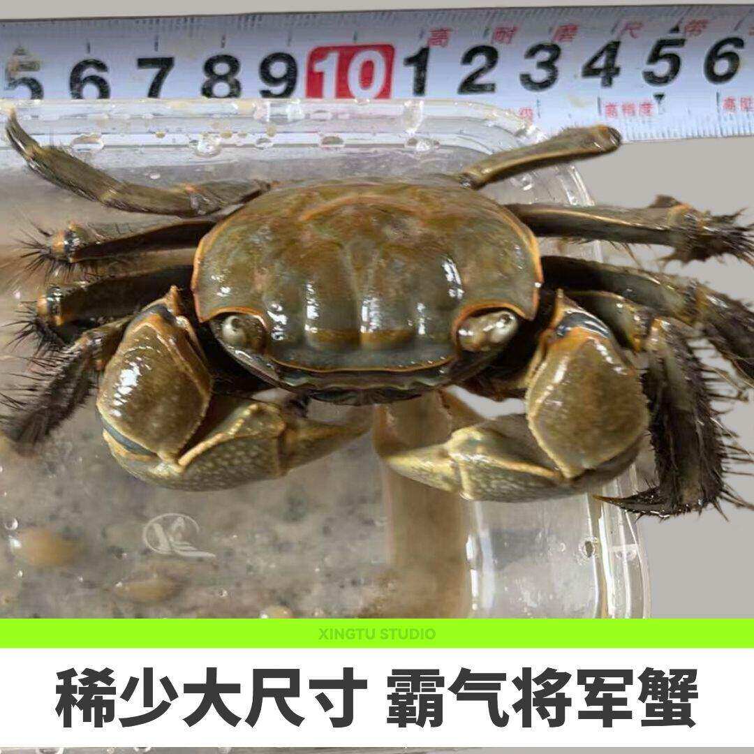 丽彩西瓜蟹情侣蟹辣椒蟹好养宠物蟹小螃蟹将军蟹招潮蟹活体观赏蟹