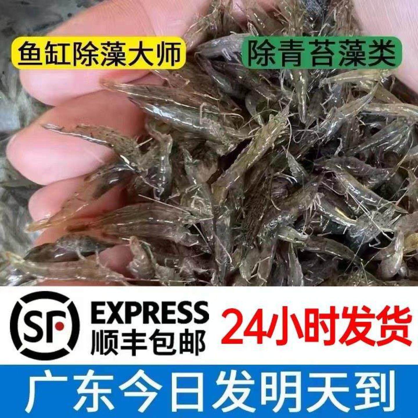 黑壳虾除藻虾鱼缸水草清洁工具迷你观赏米虾