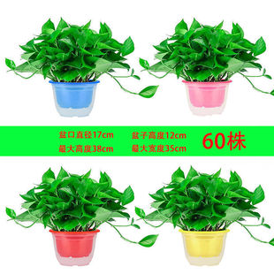 绿萝长藤室内好养绿箩净化空气吸收甲醛土培大叶花卉绿植基地