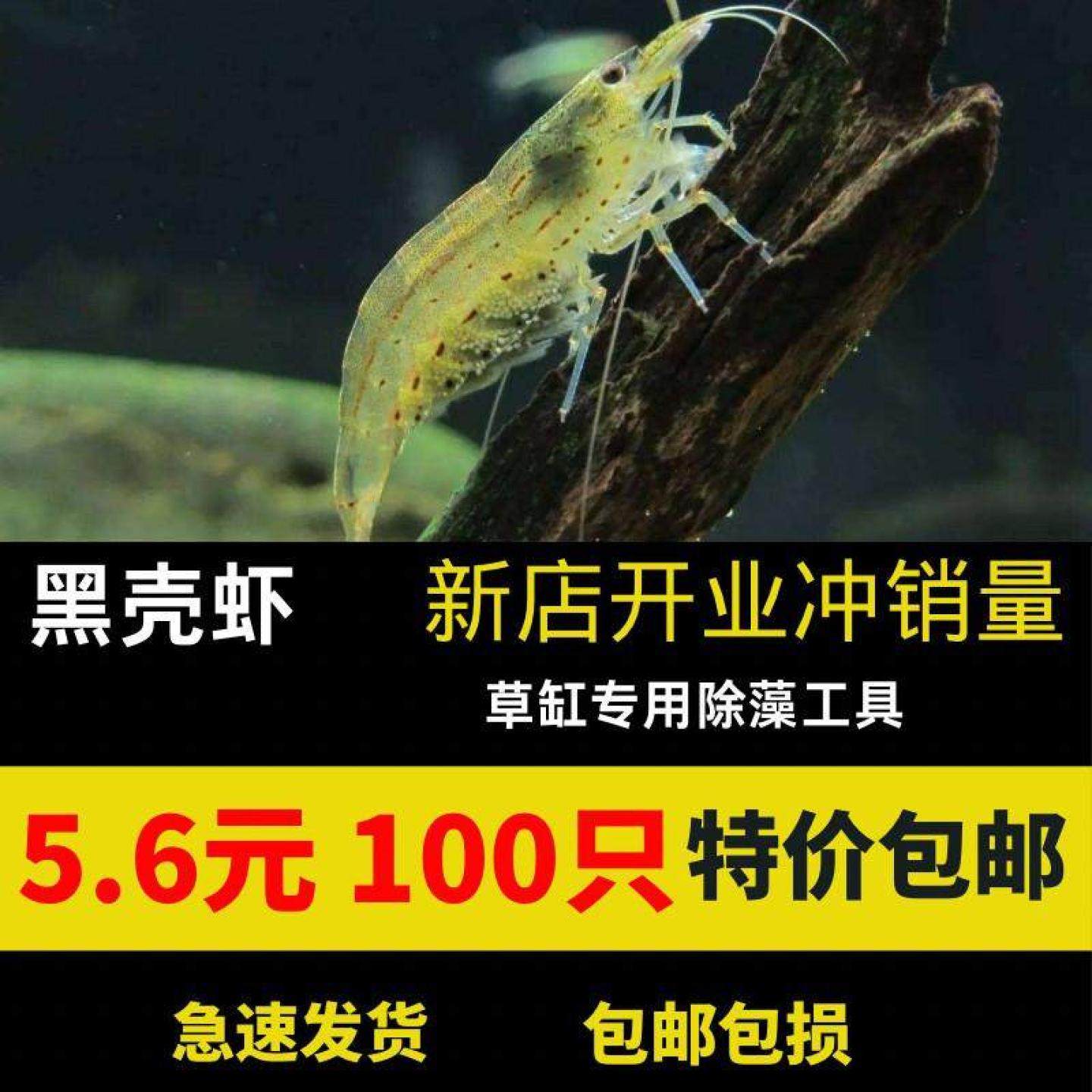 清洁黑壳虾除藻冷水虾淡水虾鱼缸草缸工具虾观赏虾包邮,宠物/宠物食品及用品,鱼,淘宝优惠券,粉丝福利购,淘宝优惠卷