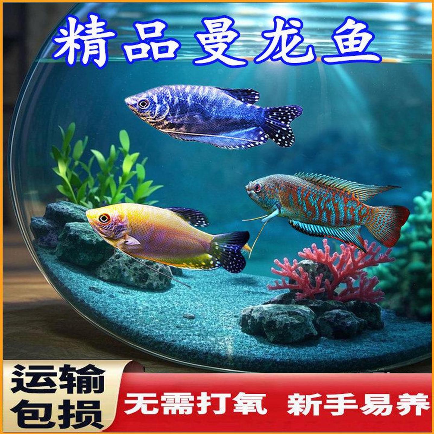 观赏鱼招财丽丽鱼曼龙鱼活体小型金鱼热带淡水鱼新手好养耐活斗鱼