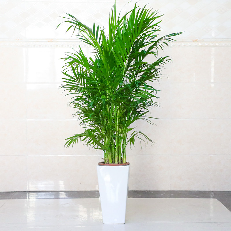 散尾葵盆栽凤尾竹室内客厅大型绿植盆栽椰子夏威夷竹花卉植物盆景