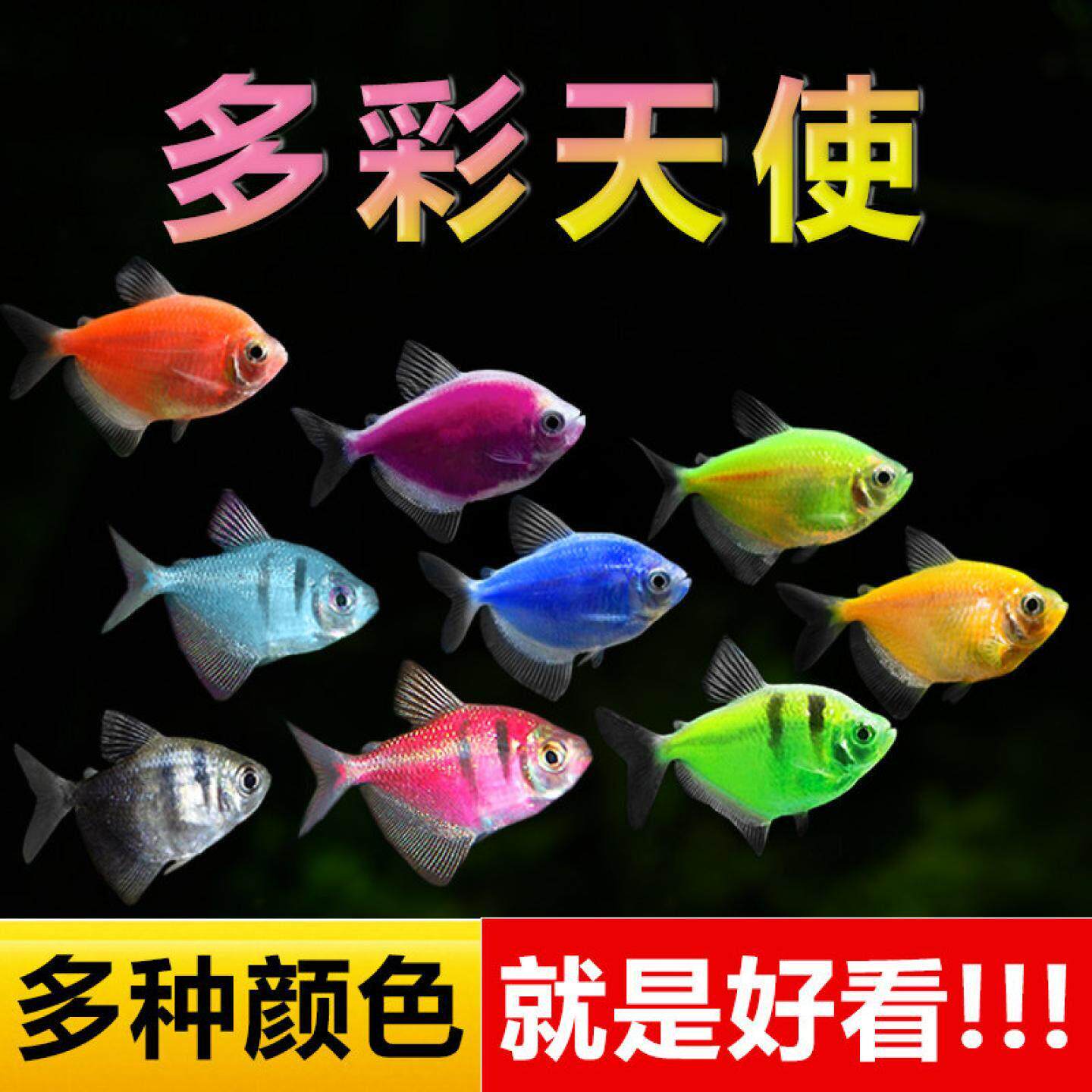 天使鱼观赏鱼大号淡水热带鱼小型鱼金鱼活鱼好养耐活七彩鱼神仙鱼
