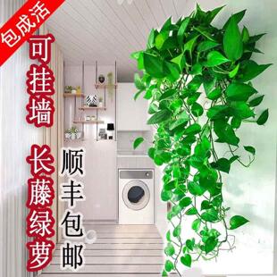 长藤绿萝室内盆栽壁挂绿植垂吊兰空调悬挂爬藤植物水培绿箩大叶