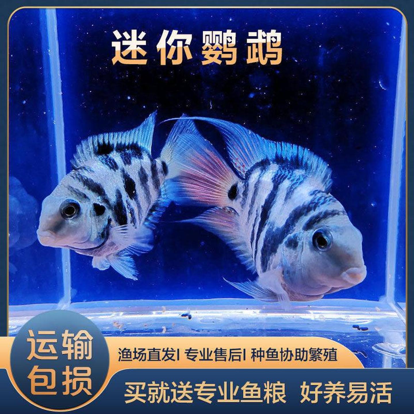 迷你鹦鹉鱼成鱼宝蓝公鱼母鱼白金一对种鱼可配对种公种母元宝圆体