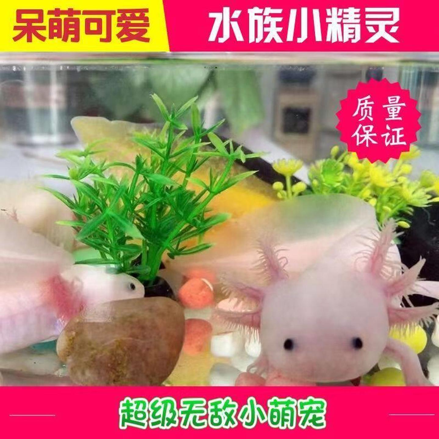 六角恐龙鱼观赏鱼金鱼龙鱼锦鲤冷水淡水鱼活物好养懒人鱼包邮