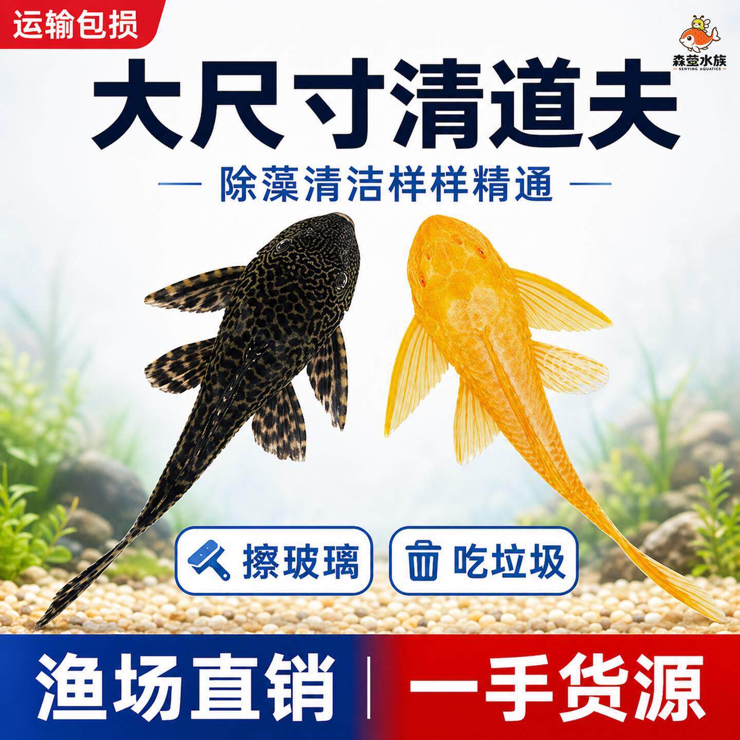 鱼缸清道夫清洁工吃粪便淡水观赏鱼好养耐活热带冷水工具鱼垃圾鱼