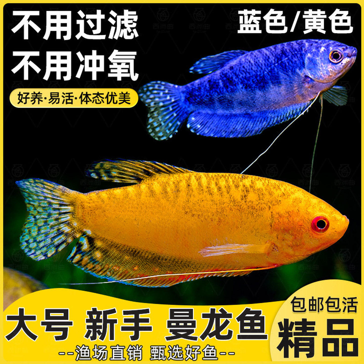 蓝曼龙 黄曼龙鱼 曼龙鱼热带鱼观赏鱼 水族活体宠物鱼 淡水活体鱼