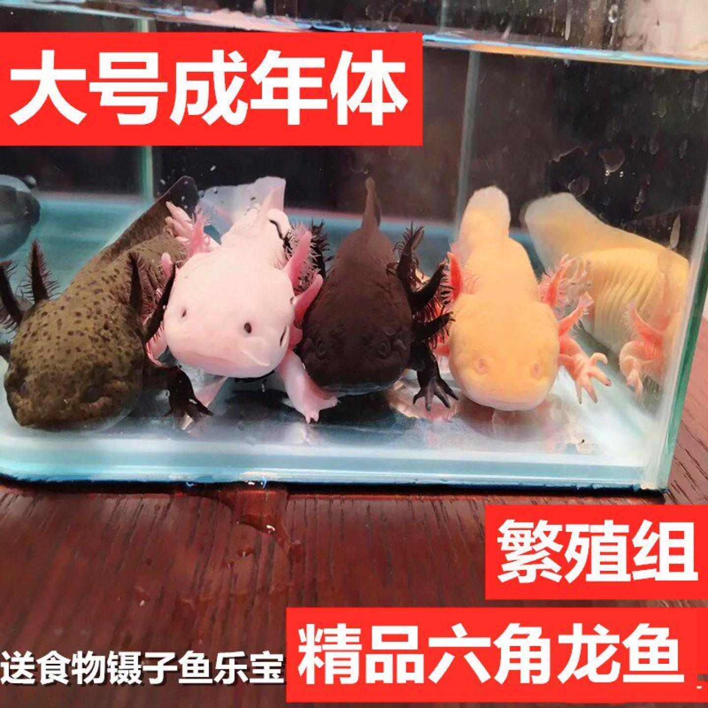 六角恐龙鱼观赏鱼活体小火龙鱼冷水鱼不加温宠物鱼好养不打氧