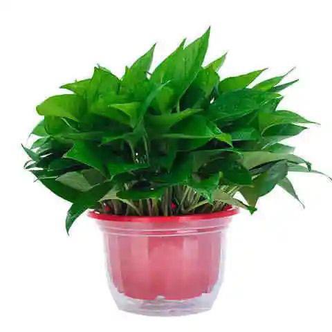 绿植盆栽大叶绿萝盆栽花卉绿植长藤室内桌面水培植物