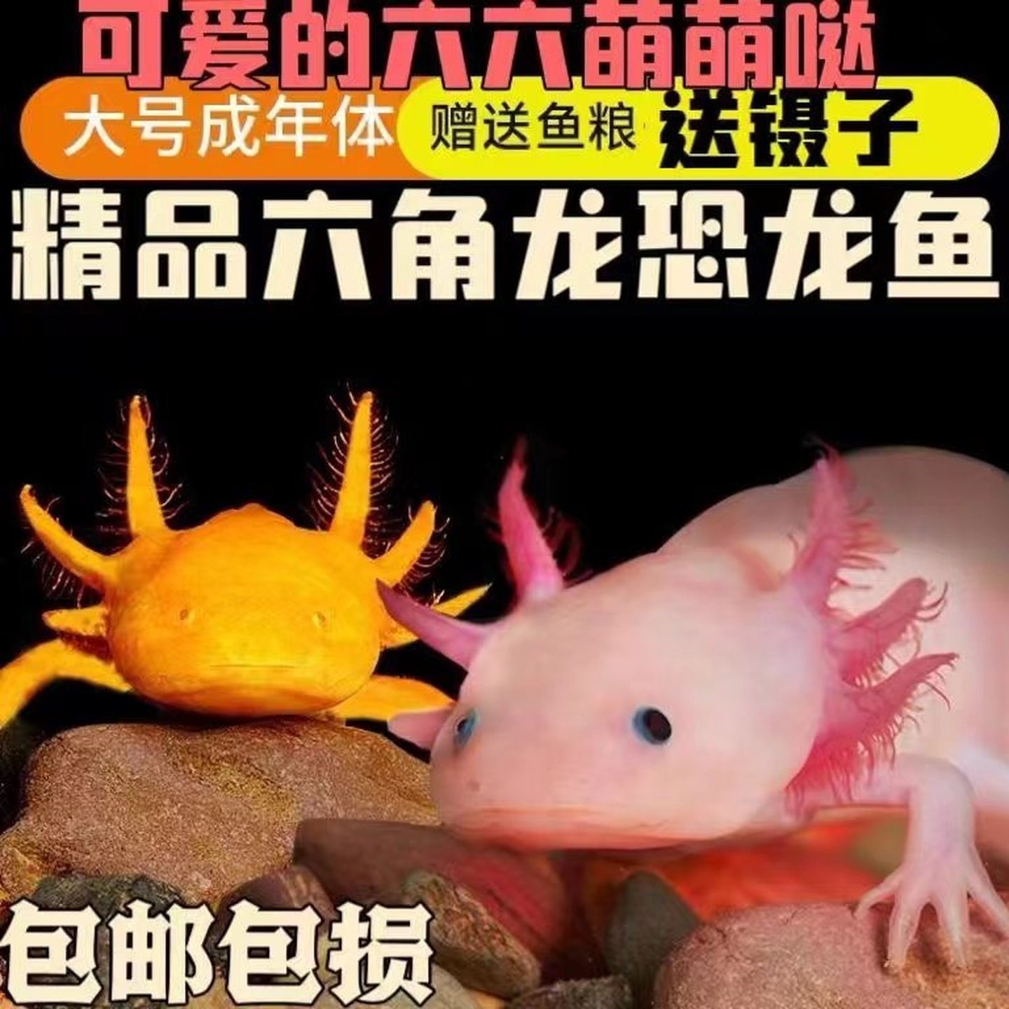 六角恐龙鱼淡水冷水鱼观赏鱼锦鲤好养易活活体金鱼宠物鱼