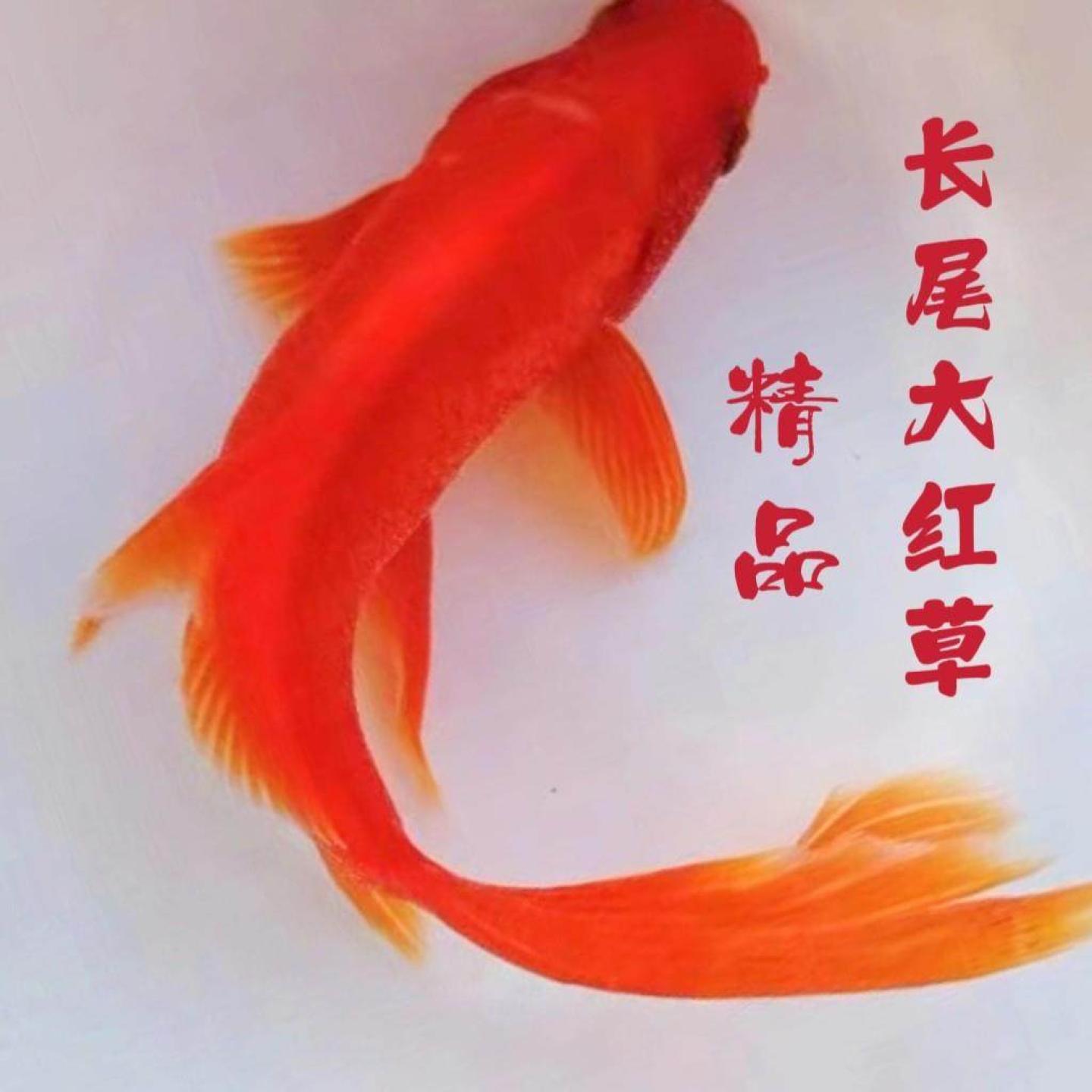 长尾红草金鱼活体锦鲫锦鲤活鱼观赏鱼淡水鱼冷水鱼小型鱼苗红鲫鱼