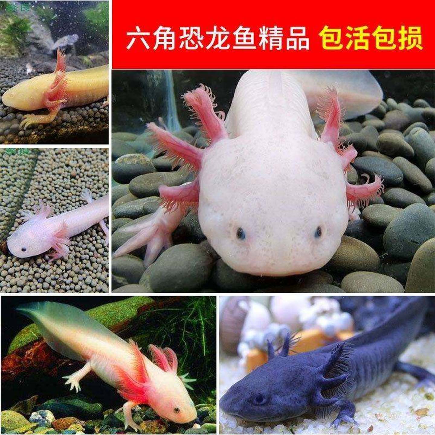 冷水观赏鱼六角恐龙鱼冷门小宠物 活物好养耐活不打氧