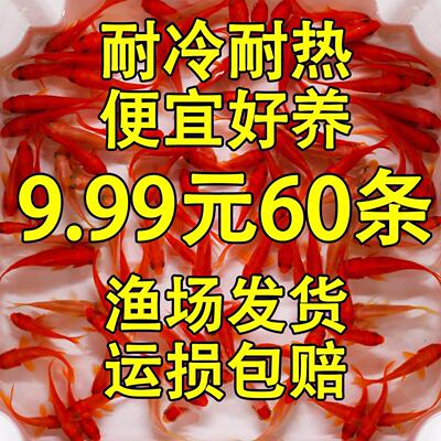 草金鱼观赏鱼耐活好养冷水鱼淡水饲料鱼小型观赏鱼活体小金鱼活鱼