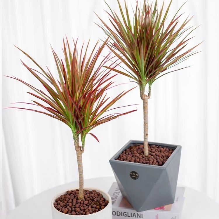 七彩铁千年木水培植物盆栽花卉绿植培室内外多头大苗老桩龙血树