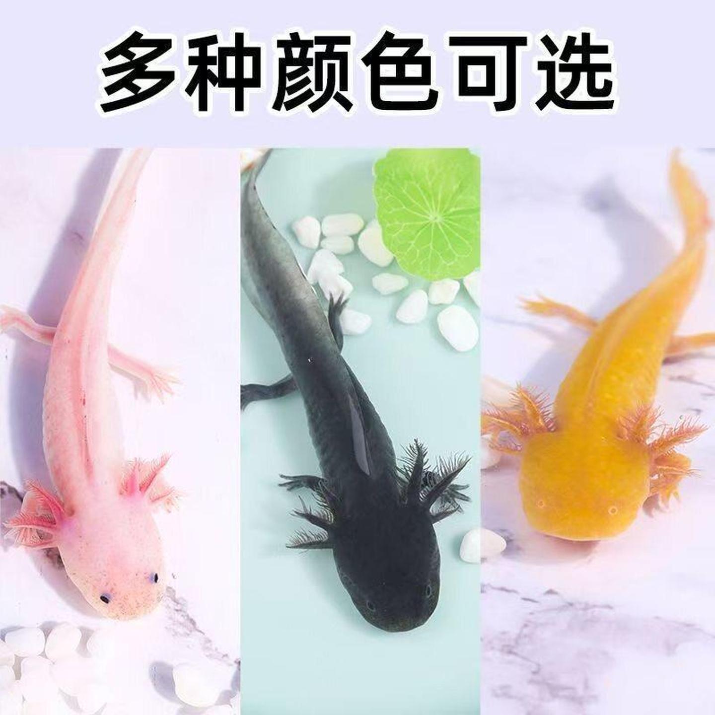 六角恐龙宠物龙鱼冷水淡水锦鲤观赏鱼金鱼淡水鱼活物好养懒人