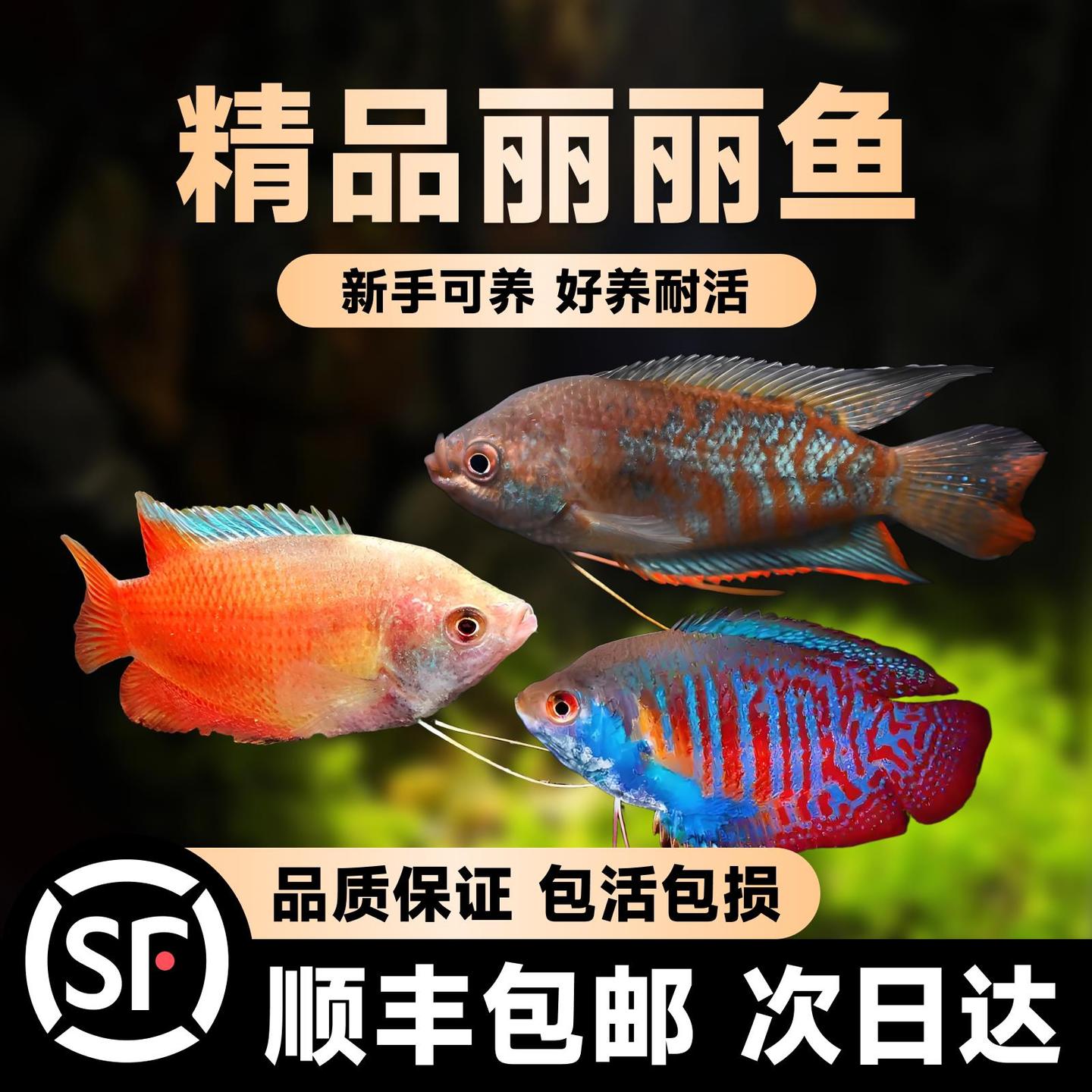 五彩丽丽鱼血丽丽花手巾黄蓝曼龙鱼观赏鱼珍珠马甲中国斗鱼不打氧