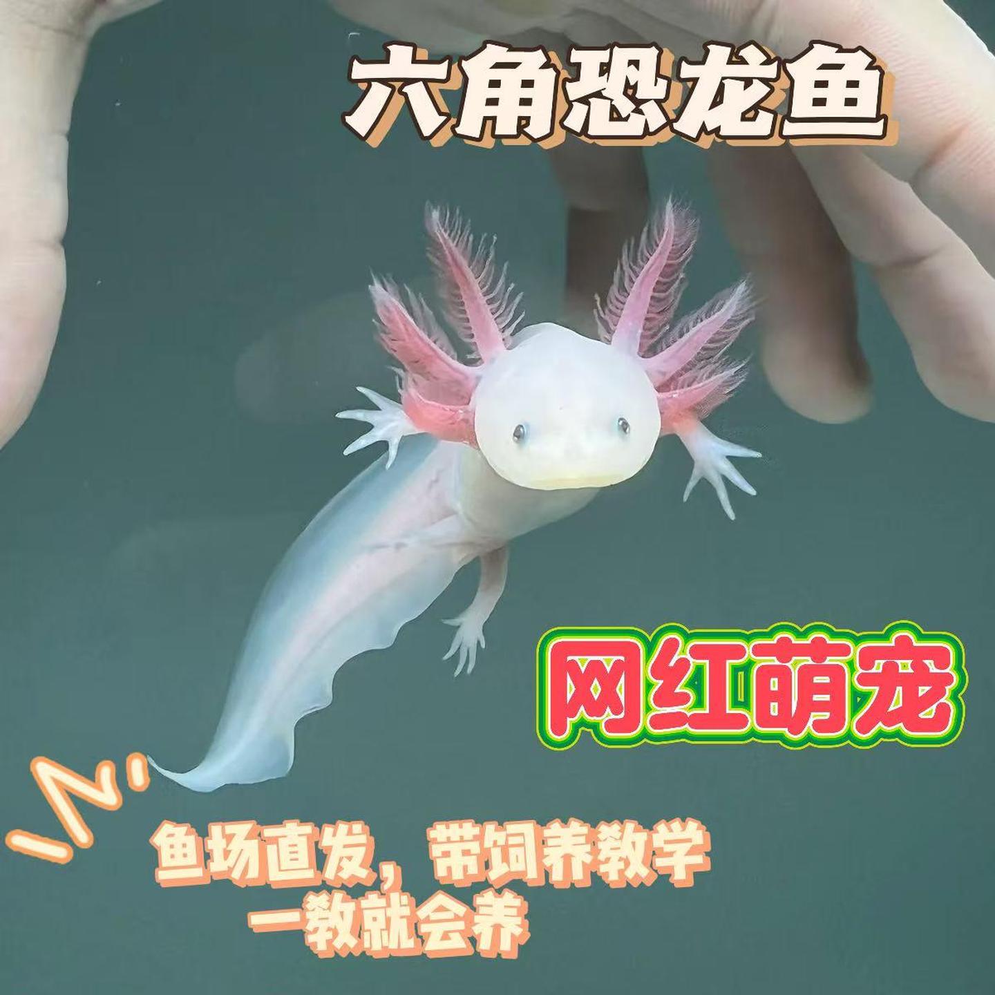 六角恐龙鱼宠物活体美西螈冷水淡水好养小朋友宠物可爱皮实