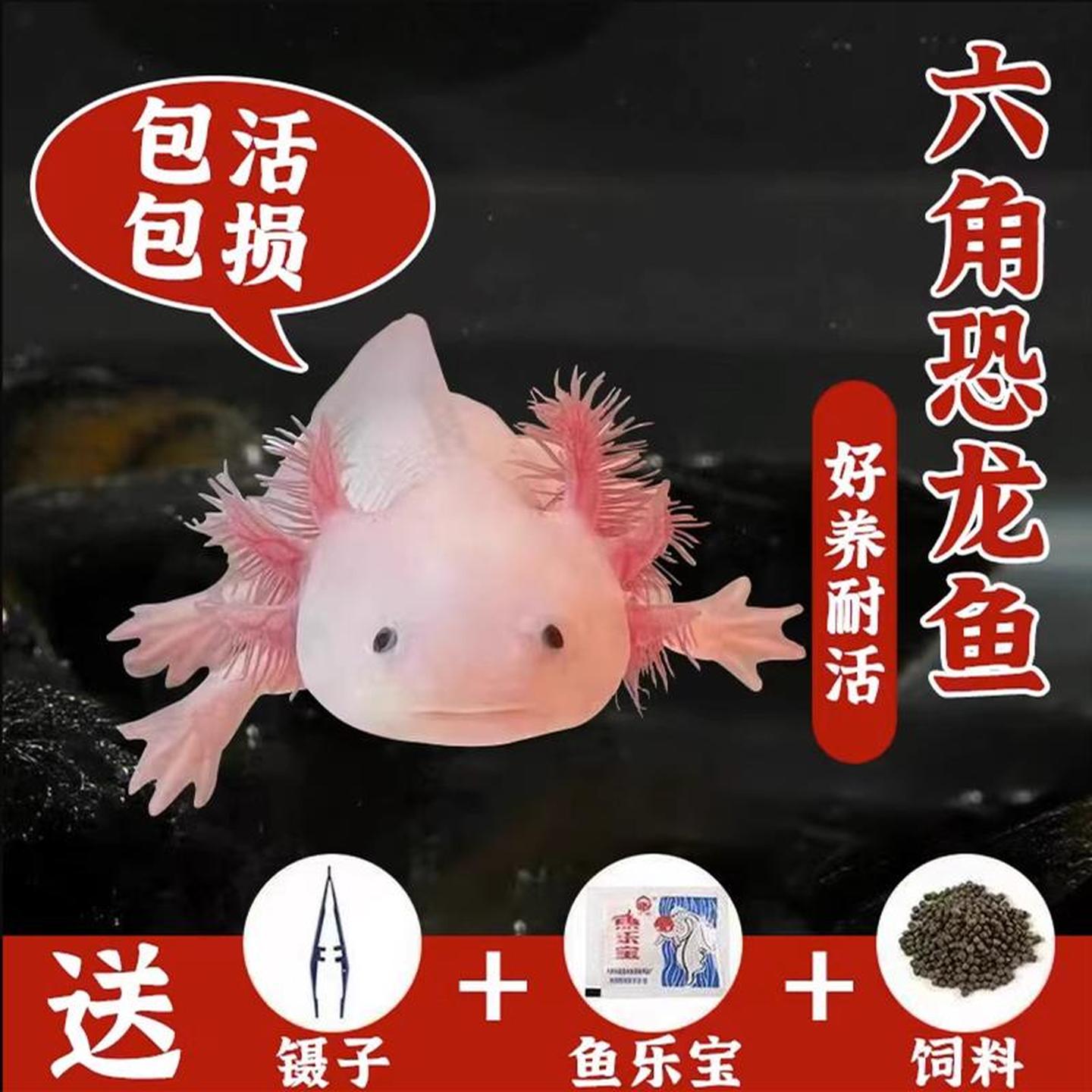 六角恐龙鱼活物冷水淡水鱼好养耐活金鱼锦鲤观赏鱼小朋友宠物