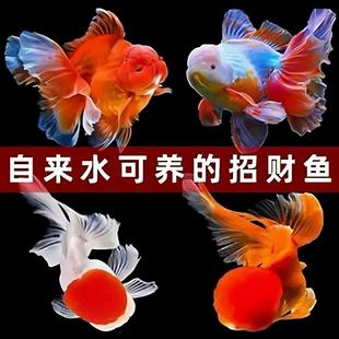 金鱼观赏鱼耐活好养冷水淡水鱼不怕冷锦鲤鸿运当头草金鱼兰寿国狮