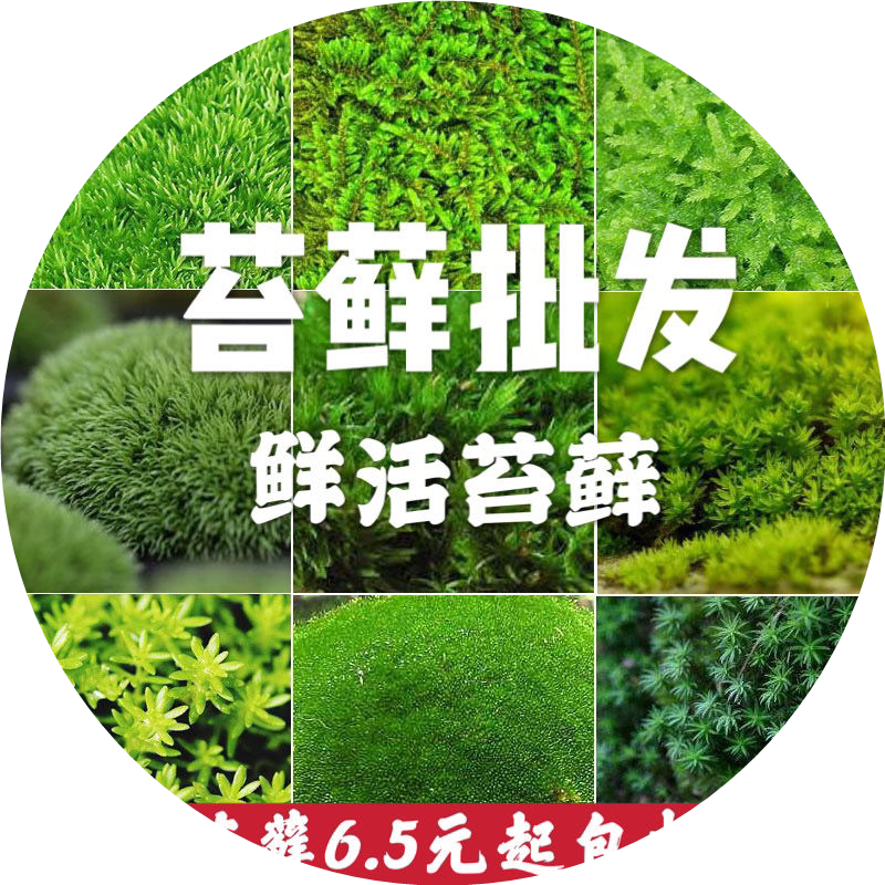 鲜活苔藓朵朵藓青苔花盆铺面草皮草坪盆景造景微景观水陆缸雨林缸