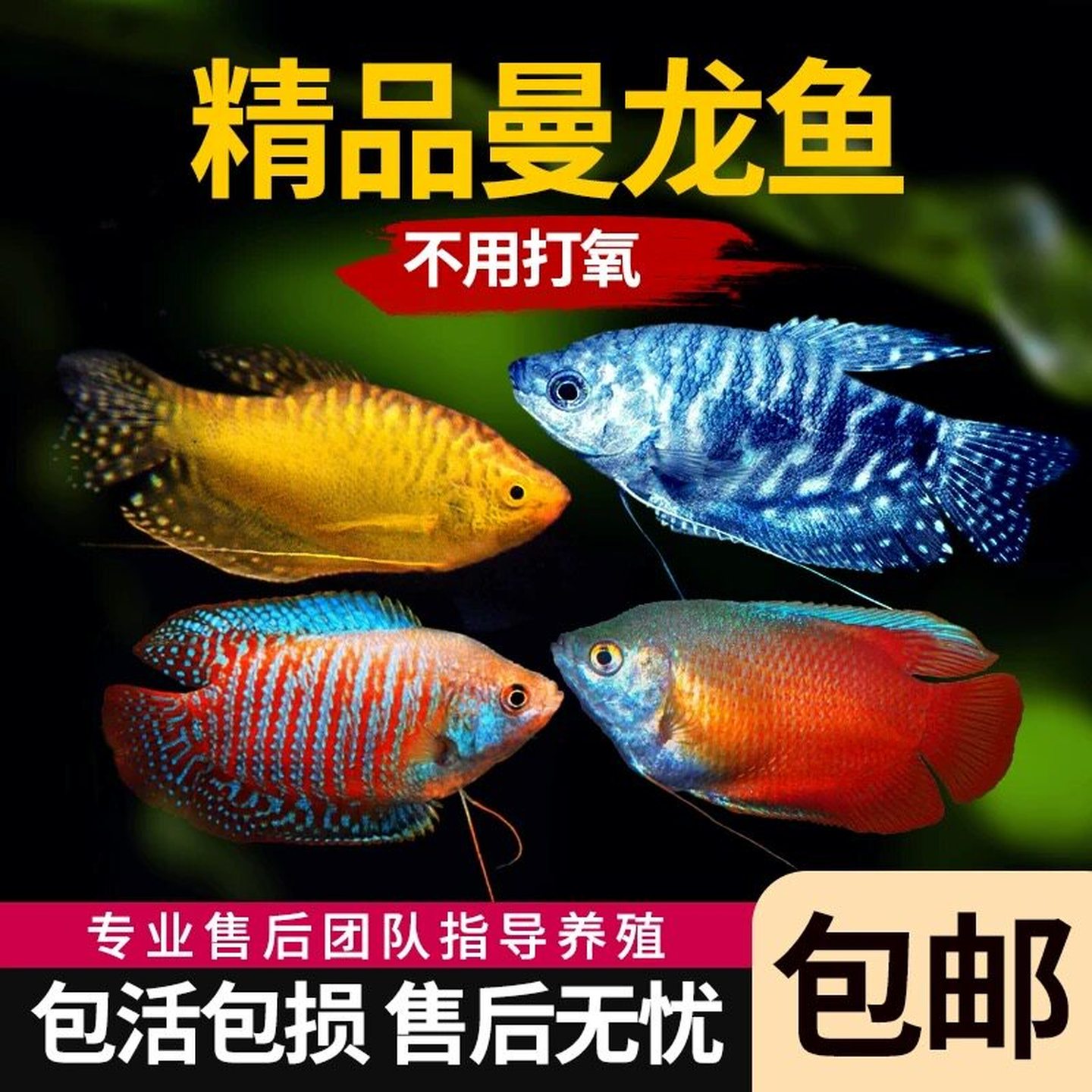 曼龙鱼黄蓝曼龙丽丽鱼马甲活体小型热带鱼淡水鱼丝足鱼鱼苗观赏鱼