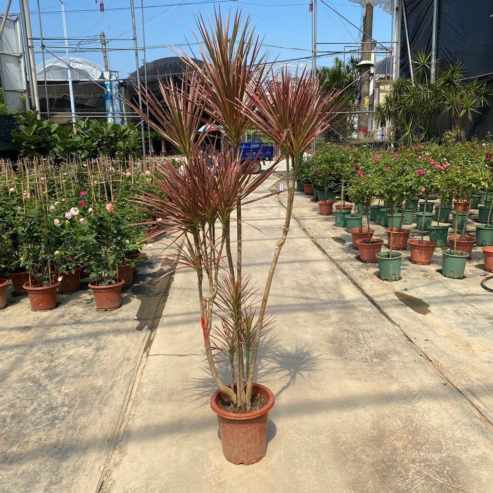 千年木室内盆栽七彩马尾铁绿植室内大型绿植北欧老桩三色造型多头