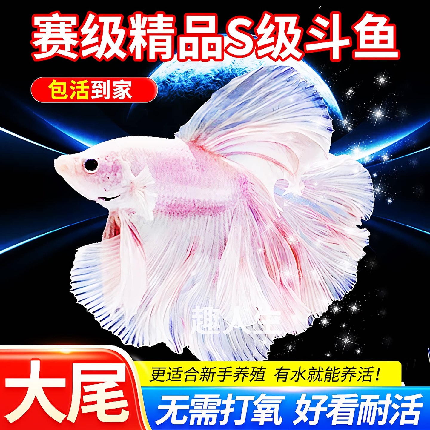 泰国斗鱼小鱼观赏鱼漂亮鱼淡水狮王半月将军热带宠物观赏鱼活体