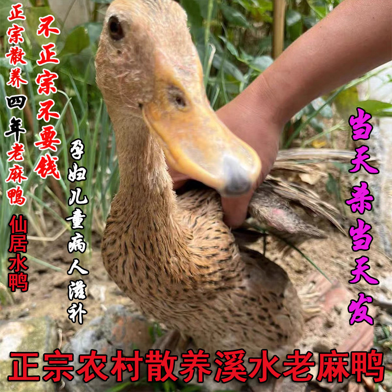 正宗四年农家放养老鸭散养麻鸭新鲜鸭子活体现杀鸭肉生态鸭水鸭