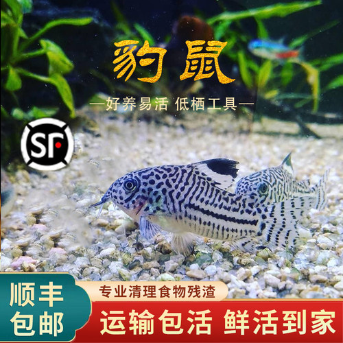 三线豹纹鼠茉莉豹鼠金翅珍珠鼠鱼活体底栖清道夫残渣垃圾清洁除藻
