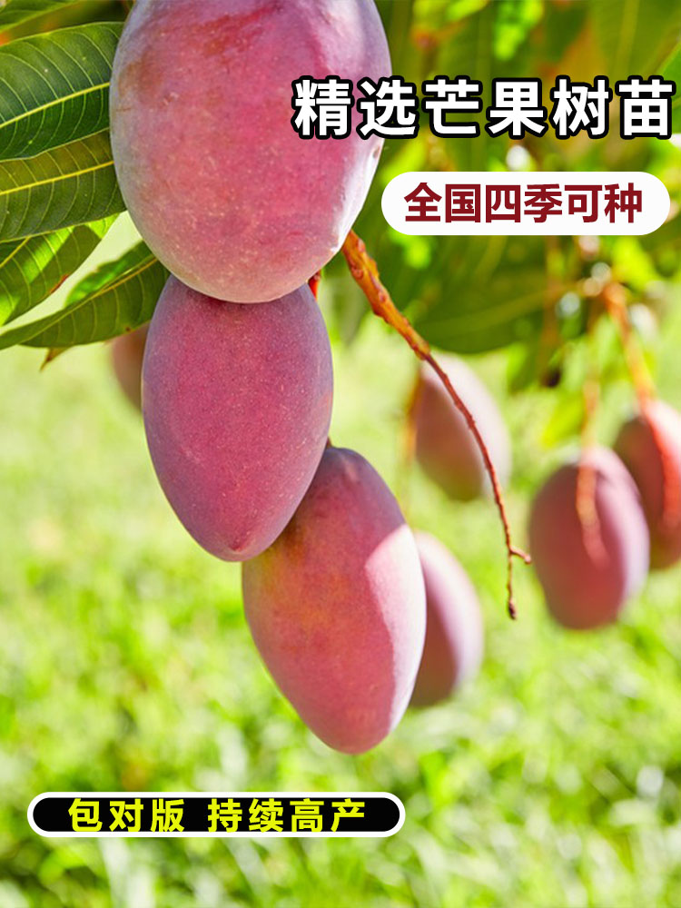 芒果树苗嫁接金煌四季红贵妃图片