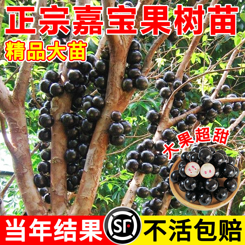 正宗四季嘉宝果树葡萄苗沙图片