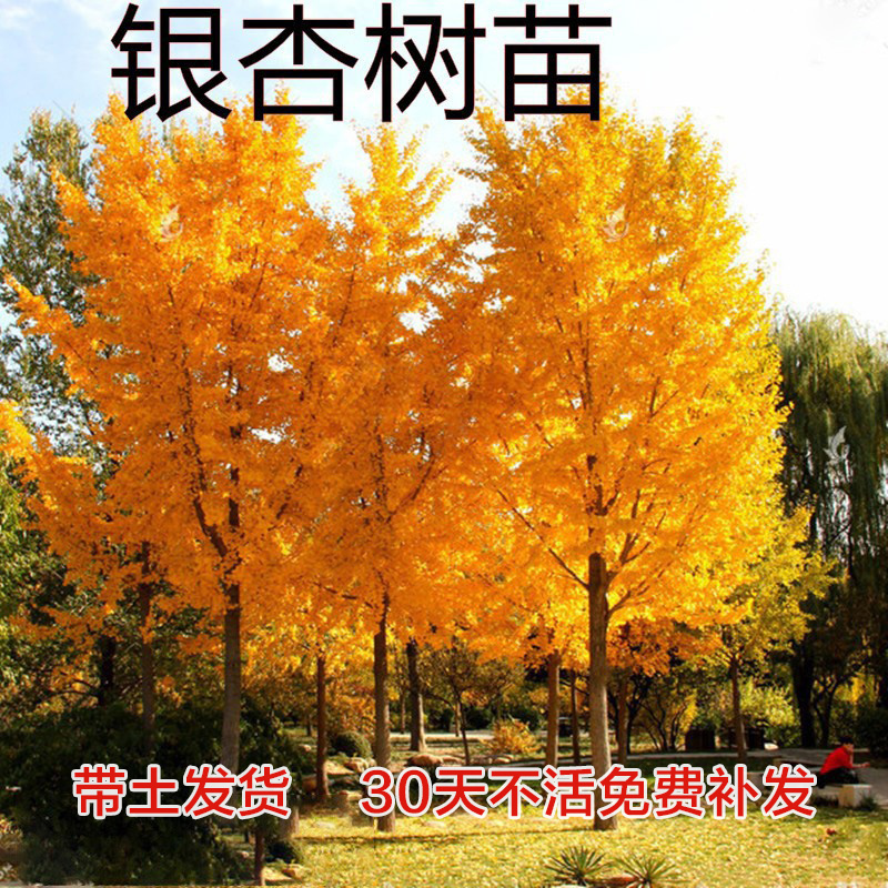 银杏树活苗金叶白果别墅庭